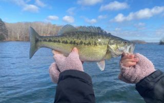 January Spotted Bass