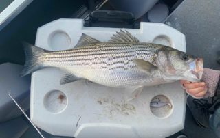 Georgia striped bass in January